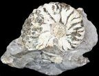 Hoploscaphites Ammonite - South Dakota #44043-1